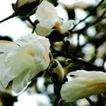 Magnolia denudata 花