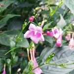 Strobilanthes hamiltoniana Fleur