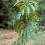 Hebepetalum humiriifolium Tervik taim