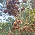 Montanoa hibiscifolia Fruct