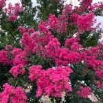 Lagerstroemia indicaΛουλούδι