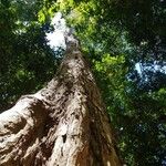 Paramachaerium gruberi Bark