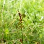 Carex macrostylos Frukto