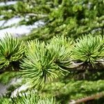 Cedrus atlantica Feuille