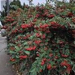 Cotoneaster coriaceus Alkat (teljes növény)