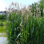 Phragmites australis 花