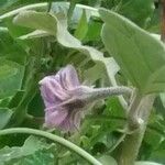 Solanum melongena Blomst