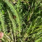 Pedicularis gyroflexa Leaf