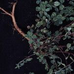 Argyrolobium roseum Hábito