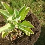 Kalanchoe ceratophylla Blatt