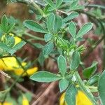 Cytisus scoparius برگ