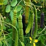 Senna surattensis Fruit