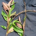 Gonzalagunia brenesii Egyéb