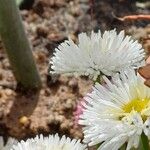 Bellis rotundifolia Flower