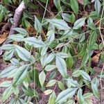 Nandina domestica Fuelha