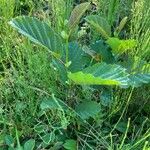 Alnus alnobetula Habit