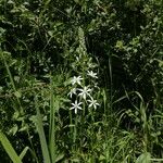 Ornithogalum narbonense Habit