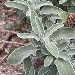 Phlomis fruticosaFuelha