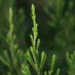 Erica arborescens Leaf