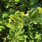 Ilex crenata পাতা