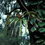 Freycinetia arborea Цвят