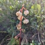 Pyrola media फूल