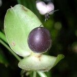 Mendoncia retusa Fruit