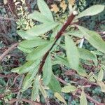 Spiraea salicifolia Leaf