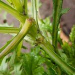 Senecio squalidus പുറംതൊലി