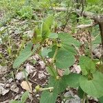 Aristolochia pallida Levél