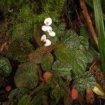 Begonia lacunosa Staniste