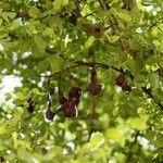 Bauhinia rufescens Fruto