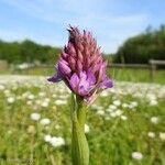 Anacamptis pyramidalisFlower