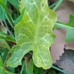 Arum italicum Leaf