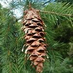 Pseudotsuga macrocarpa 果