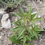 Vitex agnus-castus Leaf