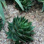 Aristaloe aristata cv. 'Cosmo' Агульны выгляд