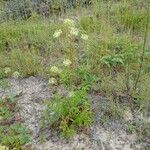 Aralia hispida Hábitos