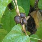 Dioscorea polystachya Плод