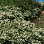 Ceanothus cordulatus Habitat