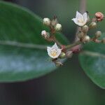 Psorospermum febrifugum Blüte