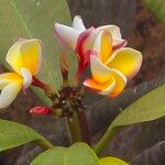 Plumeria rubra Blüte