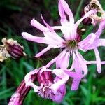 Silene flos-cuculi Flor