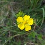 Potentilla gracilis 花