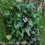 Adiantum reniforme Vivejo