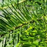 Abies nordmanniana Leaf