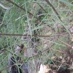 Iberis linifolia Likasa