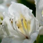 Rhododendron maximum Máis