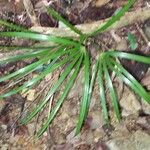 Coccothrinax barbadensis Leaf