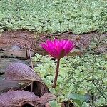 Nymphaea rubra Flor